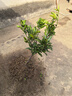無(wú)籽沙糖橘苗橘子樹(shù)砂糖橘樹(shù)苗盆栽地栽桔子樹(shù)苗南方果樹(shù)橘子苗樹(shù) 8年大苗結果多多 曬單實(shí)拍圖