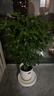 愛(ài)優(yōu)尚幸福樹(shù)盆栽客廳室內大型綠植辦公室喬遷新家綠寶凈化空氣源頭直發(fā) 曬單實(shí)拍圖