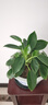 想開(kāi)大葉綠公主金鉆盆栽辦公室內客廳四季常綠好養易活植物桌面綠植 [大株樁包成活]金鉆一盆 曬單實(shí)拍圖