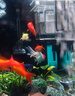 沃韋朗（VOONLINE）魚(yú)缸隔離盒小魚(yú)繁殖魚(yú)苗迷你鸚鵡魚(yú)孵化盒孔雀魚(yú) 懸浮式吸盤(pán)隔離盒 曬單實(shí)拍圖