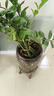 [當年開(kāi)花】君子蘭花君子蘭盆栽君子蘭苗四季常青植物君子蘭大苗 炫紫君子蘭+肥料 君子蘭5-6片葉子小苗/ 曬單實(shí)拍圖
