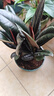 黑金剛橡皮樹(shù)盆栽新房室內陽(yáng)臺吸甲醛綠植橡膠樹(shù)客廳凈化空氣植物 【升級款】橡皮樹(shù)3顆30-40cm(原土杯)+送營(yíng) 曬單實(shí)拍圖