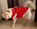 TaTanice寵物新年服裝新年裝飾品寵物店大型狗狗貓咪新年衣服新年禮物 曬單實(shí)拍圖
