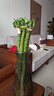 萌肉居龍竹水養綠植文昌竹盆栽富貴竹開(kāi)運竹40cm高6根不含瓶源頭直發(fā) 曬單實(shí)拍圖