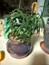 羅漢松綠植小盆栽 凈化空氣防輻射會(huì )議室辦公室桌面陽(yáng)臺植物 基地培育盆買(mǎi)一送一2盆 約15-25cm 曬單實(shí)拍圖