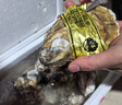 蜀皇 乳山生蠔鮮活大海鮮10斤凈重蠔王(10-18只)源頭直發(fā)包 郵  曬單實(shí)拍圖