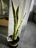 金邊虎皮蘭盆栽花卉多肉水培植物綠植室內辦公室四季常青虎尾蘭 【吸甲醛王3盆】55cm3棵虎皮蘭（原土盆） 送肥料 曬單實(shí)拍圖