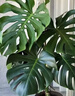 靜黛軒龜背竹客廳大盆栽老樁植物辦公室大型綠植室內盆景凈化空氣除甲醛 精品龜背竹70-80cm（原盆載好）送托盤(pán) 帶盆栽好 曬單實(shí)拍圖