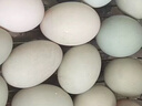 初土記 土鴨蛋30枚3斤 新鮮鴨蛋 綠殼生鴨蛋 白殼生鴨蛋現撿現發(fā)原產(chǎn) 曬單實(shí)拍圖