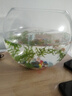 ABDT玻璃魚(yú)缸客廳小型圓形創(chuàng  )意桌面加厚金魚(yú)缸生態(tài)造景家用懶人斗魚(yú)缸 25cm魚(yú)缸 曬單實(shí)拍圖