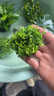 瘋狂水草（FKSC）魚(yú)缸水草真水草凈化底部水草坨草水榕皇冠草趴地矮珍珠直接入缸 小寶塔小坨【帶水草泥】 曬單實(shí)拍圖