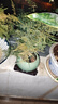 花翁盆栽植物中式禪意盆景綠植 文竹+綠冰裂釉陶盆+底架源頭直發(fā) 曬單實(shí)拍圖