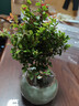 花翁老樁植物室內盆栽花卉 小葉赤楠盆景+綠冰裂釉陶盆+底座源頭直發(fā) 曬單實(shí)拍圖