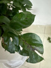 卉優(yōu)大葉綠蘿柱幸福樹(shù)發(fā)財樹(shù)大型植物開(kāi)業(yè)喬遷客廳辦公室內好養綠植 特級三層幸福樹(shù)1.5-1.7m【鉆石盆】 主圖盆 曬單實(shí)拍圖