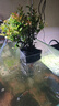 泰西絲小葉赤楠綠植盆栽水培植物好養客廳綠植擺件+光汐吸水盆 源頭直發(fā) 曬單實(shí)拍圖