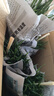 天然貓草已種好盆栽發(fā)芽長(cháng)好貓咪用品大全去毛球貓零食種子貓薄荷 盆簡(jiǎn)易盆4盆（已長(cháng)好到貨即食） 曬單實(shí)拍圖