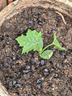 肉絲瓜苗高產(chǎn)長(cháng)香絲瓜秧苗四季豆特色蔬菜苗四季盆栽長(cháng)絲瓜苗 特嫩長(cháng)香絲瓜苗 精品苗4棵送肥料 曬單實(shí)拍圖