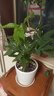 京東綠植發(fā)財樹(shù)盆栽水培桌面綠植物擺件招財單桿辦公室內帶盆花卉源頭直發(fā) 曬單實(shí)拍圖