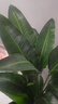 愛(ài)優(yōu)尚天堂鳥(niǎo)綠植盆栽客廳室內辦公室大型綠植好養凈化空氣源頭直發(fā) 曬單實(shí)拍圖