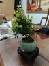 花翁老樁植物室內盆栽花卉 小葉赤楠盆景+綠冰裂釉陶盆+底座源頭直發(fā) 曬單實(shí)拍圖