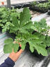 臨雅西瓜苗秧嫁接8424麒麟大西瓜盆栽種籽南方無(wú)籽西瓜水果蔬菜苗秧苗 【旗艦款】冰糖麒麟西瓜苗*3棵 曬單實(shí)拍圖