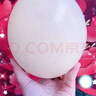 超大新鮮非洲鴕鳥(niǎo)蛋特大食用蛋營(yíng)養豐富可節日送禮 2.5-3斤 曬單實(shí)拍圖