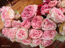 芊芊細語(yǔ)斗南基地直批發(fā)玫瑰鮮花全國速遞配送女友禮物家用水養插花家庭 60支隨機玫瑰 曬單實(shí)拍圖