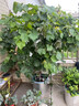 愛(ài)果趣葡萄樹(shù)苗當年結果陽(yáng)光玫瑰盆栽地栽特大巨峰帶葉爬藤南北方種植 高50-70cm（原盆原土） 【戶(hù)太八號】種死補發(fā) 曬單實(shí)拍圖