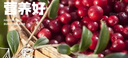 永富 野生蔓越莓干250g 漿果果干兒童孕婦零食小吃曼越梅干休閑零食 曬單實(shí)拍圖