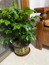 靜黛軒幸福樹(shù)客廳綠植高級感盆栽大型植物除甲醛室內好養高端大氣上檔次 幸福樹(shù)60-80cm高（福字盆） 無(wú)規格 曬單實(shí)拍圖