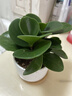 鏡綠碧玉綠植小盆栽辦公室內桌面裝飾綠化四季好養耐陰植物工位 碧玉+淺直筒白瓷+竹托（（陶瓷） 帶盆栽好 曬單實(shí)拍圖
