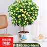 桂花樹(shù)苗盆栽室內四季桂花卉植物金桂丹桂庭院大樹(shù)濃香型綠植開(kāi)花 精品四季桂花60-70cm【原土球發(fā)貨】 曬單實(shí)拍圖
