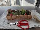 花藝萌多肉植物組合盆栽含盆含土創(chuàng  )意diy拼盤(pán)花盆肉肉植物室內綠植花卉 隨機10個(gè)多肉加木盒 含盆 曬單實(shí)拍圖