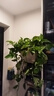 大盆長(cháng)藤綠蘿盆栽室內新房大葉水培客廳垂吊綠植物除甲醛花卉吊蘭 大白盆1盆藤長(cháng)80cm左右帶吸水盆 曬單實(shí)拍圖