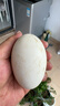 東北農家散養新鮮特大200克土鵝蛋孕婦大鵝蛋正宗農家自養鵝蛋 130克到150克（十二枚）約3.36斤 曬單實(shí)拍圖