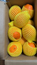 哆莫香美國進(jìn)口黑標橙子新鮮水果當季黑標臍橙 進(jìn)口3107橙子甜橙禮盒 甄選大果10斤【無(wú)禮盒】 曬單實(shí)拍圖