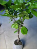 柿子樹(shù)苗爆甜嫁接火晶柿樹(shù)苗特大脆甜柿子樹(shù)苗盆栽地栽南北方種植 火晶柿子?五年苗?當年結果?高度90-1.1米 曬單實(shí)拍圖