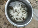 黃骨魚(yú)苗活體淡水養殖食用鮮活魚(yú)黃丫頭黃鴨叫昂刺魚(yú)黃顙魚(yú)冷水觀(guān)賞魚(yú)黃辣丁魚(yú)苗批發(fā) 100條3-4厘米黃骨魚(yú)苗(多發(fā)10%防損) 曬單實(shí)拍圖
