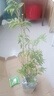 水培植物富貴竹天堂鳥(niǎo)白掌鴨腳木室內米竹子綠植花卉辦公桌面好養 10顆米竹35-45cm+營(yíng)養液【不含盆】 無(wú)規格 曬單實(shí)拍圖