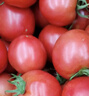 密農人家農家流沙番茄沙瓤 自然熟 密云普羅旺斯西紅柿時(shí)令應季新鮮蔬菜 4斤 流沙番茄中大果（1斤2-4枚） 曬單實(shí)拍圖