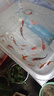 招財風(fēng)水魚(yú)精品錦鯉魚(yú)觀(guān)賞魚(yú) 活體大型好養耐活紅白三色寵物魚(yú) 精品錦鯉8條隨機品種顏色 6-10厘米 曬單實(shí)拍圖