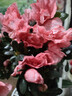 種花迷比利時(shí)花盆栽四季開(kāi)花杜鵑花盆景花卉杜鵑花苗室內客廳陽(yáng)臺綠色植 巴黎粉原土育苗盤(pán)發(fā)貨 三年苗(帶花苞) 曬單實(shí)拍圖