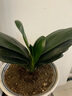 京云夢(mèng)君子蘭盆栽花卉好養活吸甲醛綠植四季多肉10-12葉片+原土源頭直發(fā) 曬單實(shí)拍圖