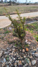 羅漢松樹(shù)苗大樹(shù)庭院盆栽大小葉雀舌羅漢松造型室內外種植 正宗羅漢松【帶土球發(fā)貨】 直徑2厘米粗1.2米高 曬單實(shí)拍圖