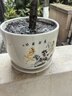 花盆陶瓷花盆特大號特價(jià)清倉帶托盤(pán)陽(yáng)臺盆綠植吊蘭多肉盆簡(jiǎn)約花盆 馬到成功 特大號 曬單實(shí)拍圖