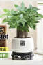 花翁大盆三桿發(fā)財樹(shù)盆栽招財綠植辦公室內開(kāi)業(yè)中式盆景金錢(qián)樹(shù)源頭直發(fā) 曬單實(shí)拍圖