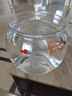 貝初眾魚(yú)缸小魚(yú)缸烏龜生態(tài)缸圓形塑料一體家用型桌面金魚(yú)缸自循環(huán)免換水 輕巧高透魚(yú)缸 24*18.5*19.5cm【大號】 高透pet仿玻璃材質(zhì) 裸缸 打不破 摔不碎 久用不糊 曬單實(shí)拍圖