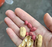 貝斯莎鐵鍋花生原味紅皮花生帶殼新貨柴火炒花生瓜子炒貨零食批發(fā)5斤裝 曬單實(shí)拍圖
