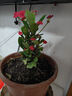 大葉鐵海棠盆栽花卉室內盆景綠植四季虎刺梅辦公陽(yáng)臺花卉植物開(kāi)花 虎刺梅1盆+原土發(fā)貨+復合肥 曬單實(shí)拍圖