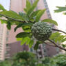 臨雅釋迦果苗樹(shù)帶果臺灣鳳梨嫁接果樹(shù)果苗榴蓮庭院南方種植盆栽地栽苗 【旗艦款】鳳梨釋迦果【100-120cm】1棵 曬單實(shí)拍圖